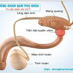 ?‍⚕️ Những Phương Pháp Điều Trị Viêm Tuyến Tiền Liệt