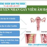 ?‍⚕️ Những Nguyên Nhân Dẫn Đến Tình Trạng Viêm Âm Đạo