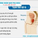 ?‍⚕️ Tổng Hợp Những Bệnh Tuyến Tiền Liệt Thường Gặp Ở Nam Giới