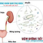 ⚕️ Bệnh Viêm Đường Tiết Niệu Khám Khoa Nào